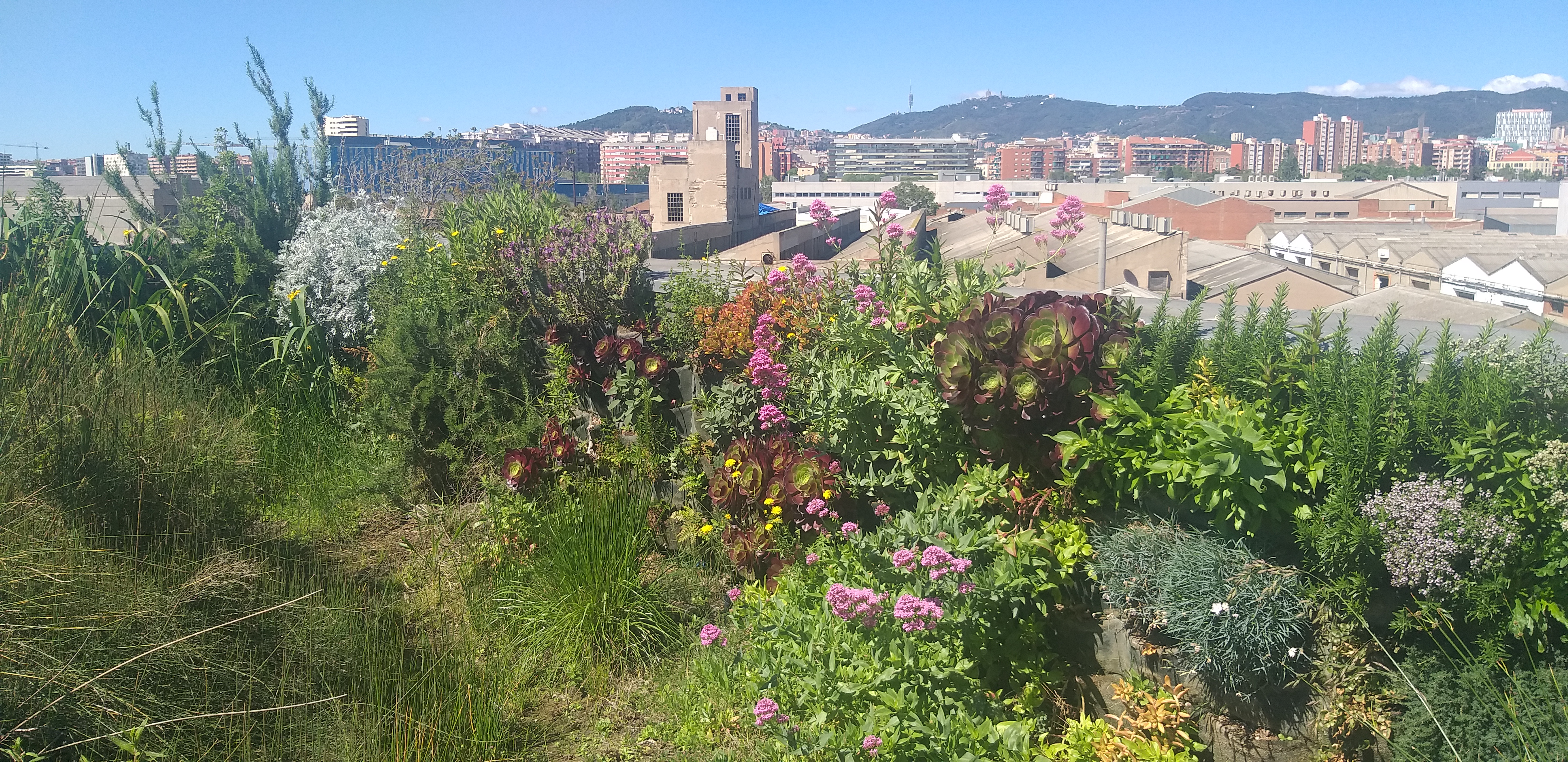 Biodiverse green roof overlooking Barcelona