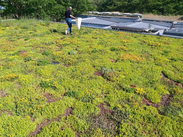 Workshop 1: Bugs, Cities and Green Roofs