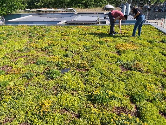 Workshop 1: Bugs, Cities and Green Roofs