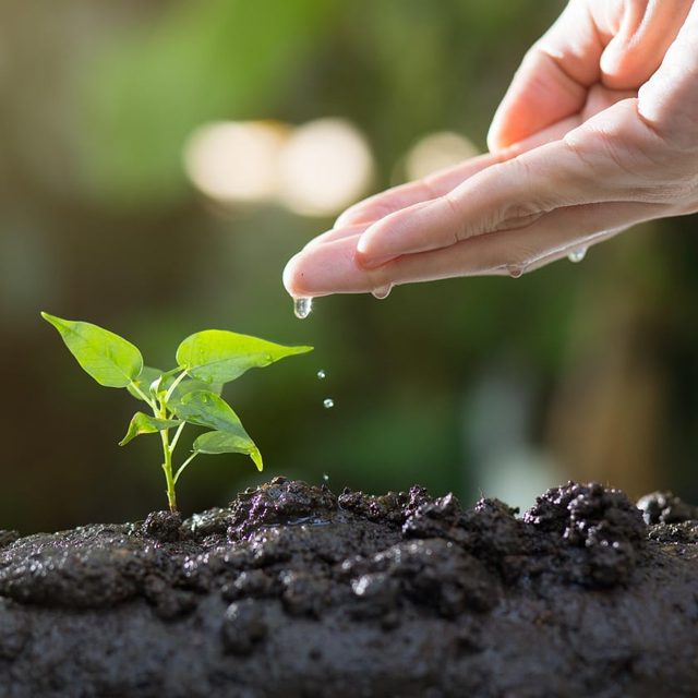 Green Infrastructure Champion