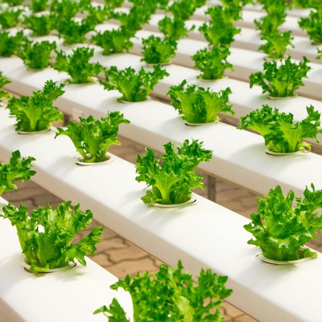 Innovative Living Systems